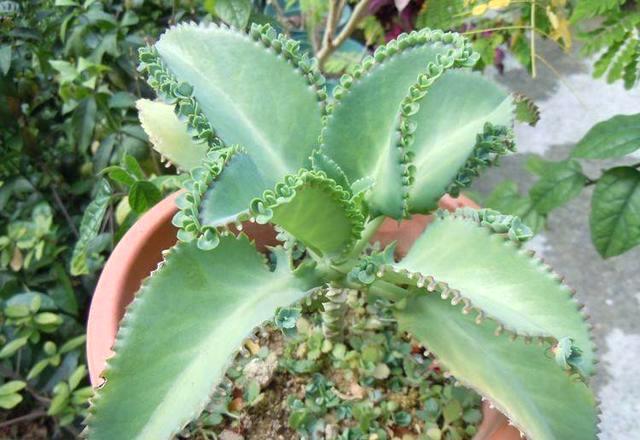 家裡養花要小心 這個花扔片葉子就發芽 鮮花開滿屋頂 太壯觀啦 小編的世界