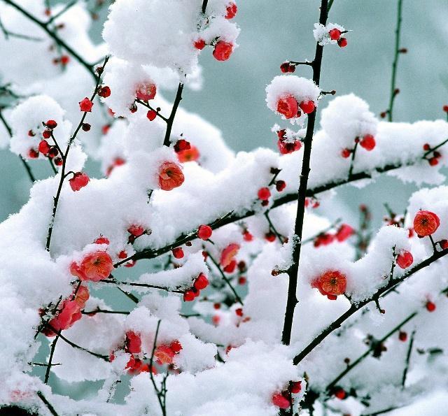冬天梅花的样子图片图片