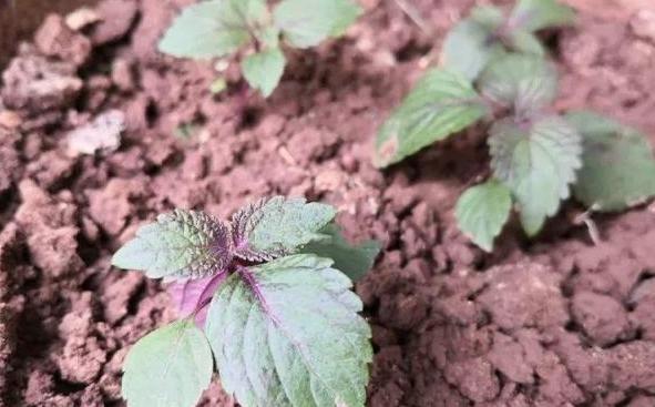 盆栽植物 用黃豆 紫蘇籽當肥料 有助於殺菌消毒 節省成本 小編的世界